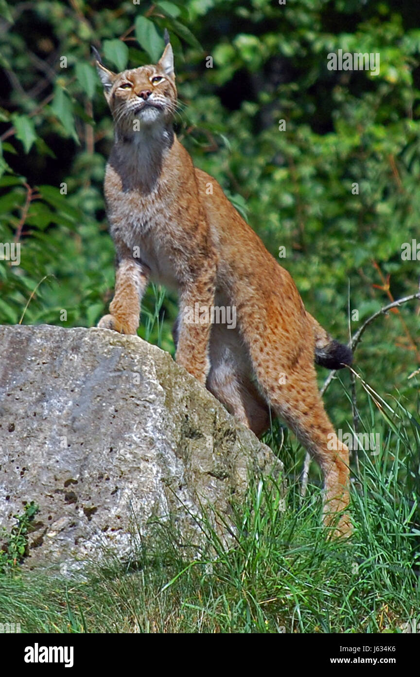 Animale mammifero gatto grande predatore felino predatore della cute cat lynx pussycat nazionali Foto Stock