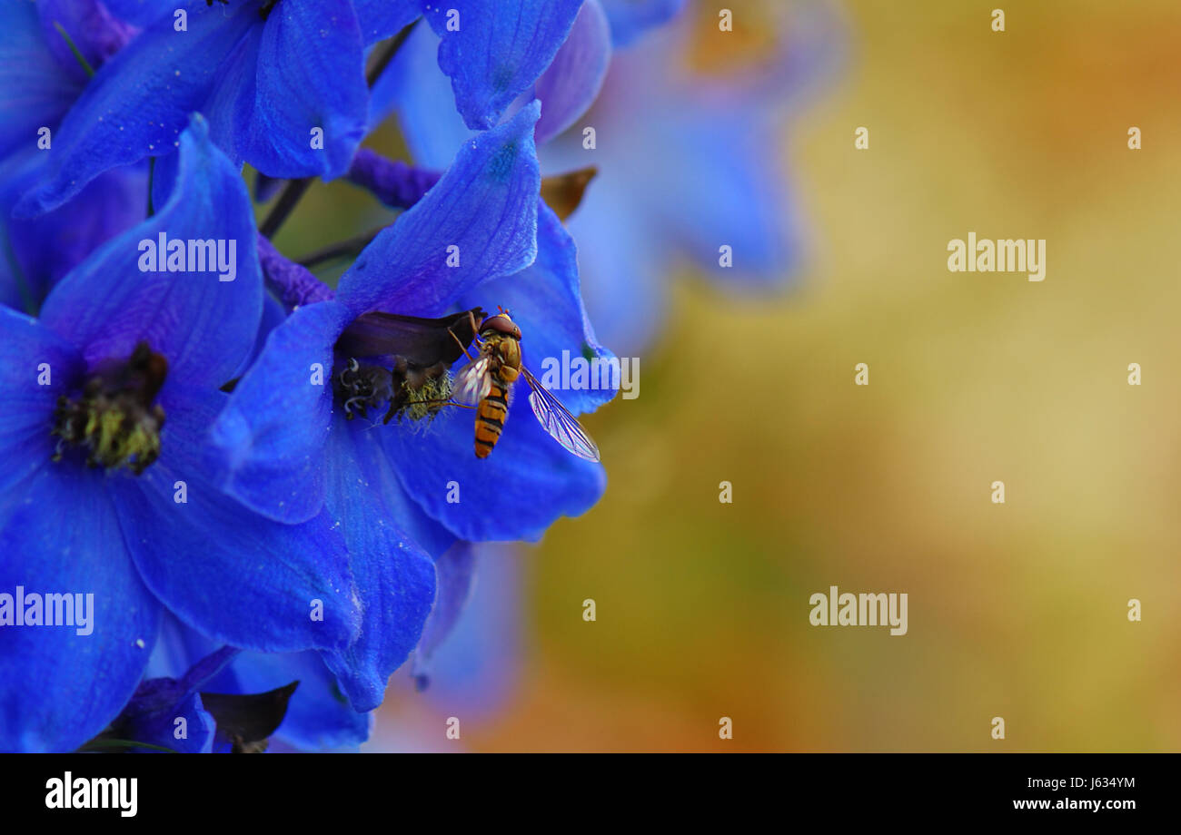 Delphinium eye candy Foto Stock