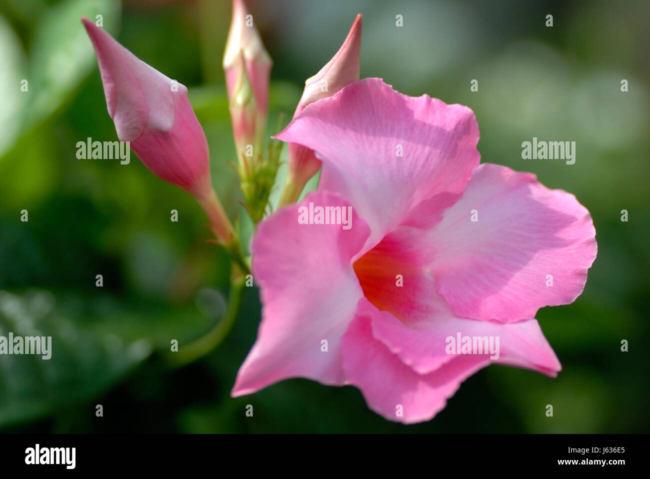 Rosa mandevilla diplandenia blume bluete strauch wachstum apocynaceae bellezza Foto Stock