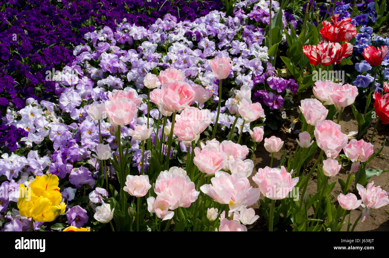 Pianta di giardino fiore fiori fiori tulipani Giardini di spurgo di colori Colori Colori Foto Stock
