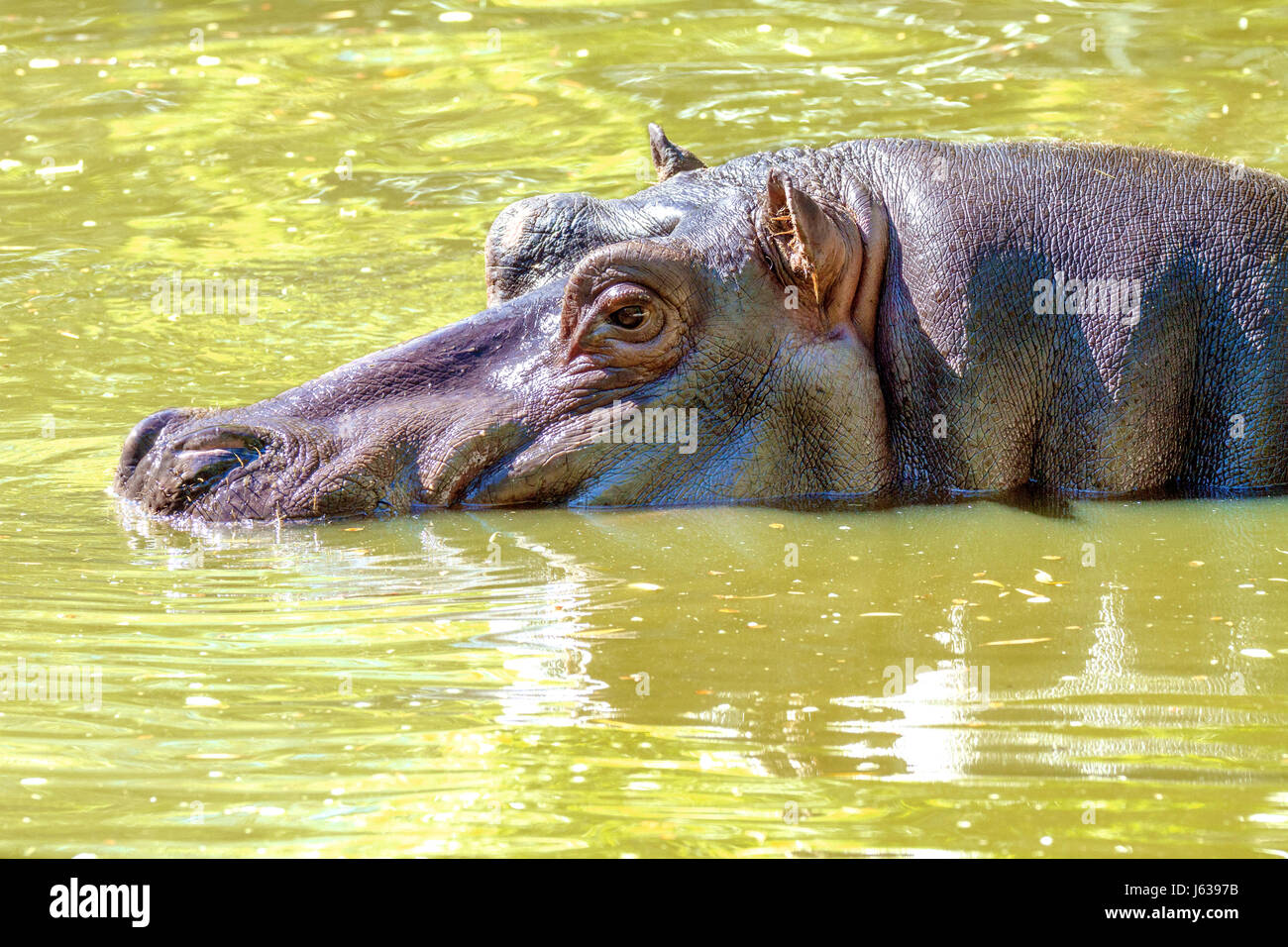Immagine di un grande mammifero di un animale selvatico, ippopotami in acqua Foto Stock