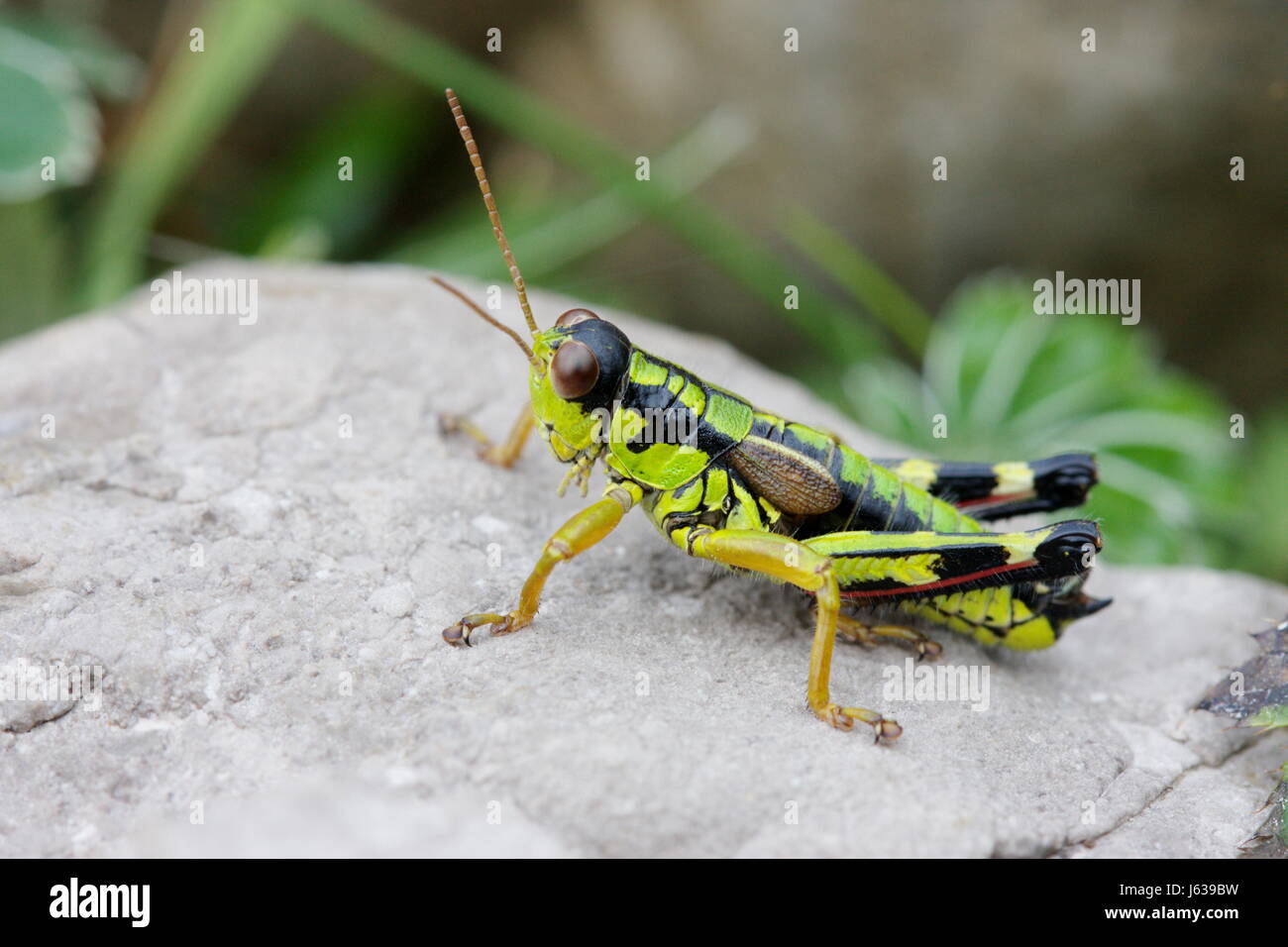 Grasshopper insetti cavallette cavallette rock di insetti grasshopper locuste Foto Stock