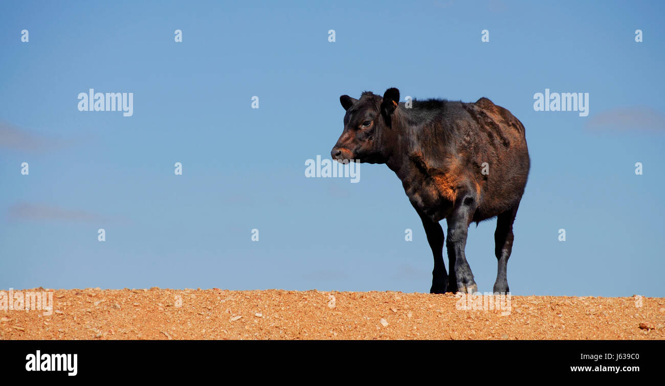 Bull Agricoltura Agricoltura mucca outback bovino giovane animale Bovini willow pet bull Foto Stock