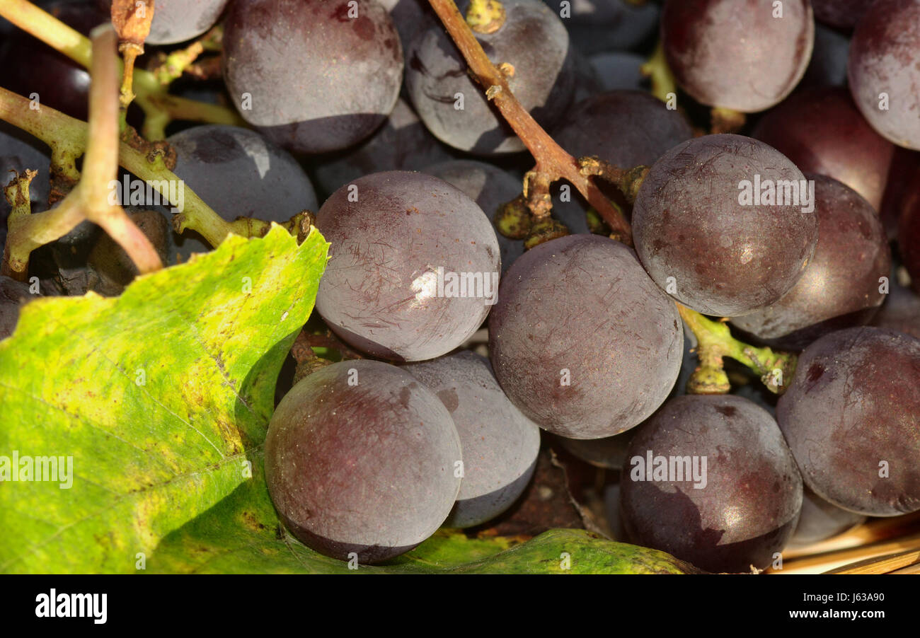 Agricoltura Agricoltura blu uva Uva da vino uva da vino Vigna grappoli di Foto Stock