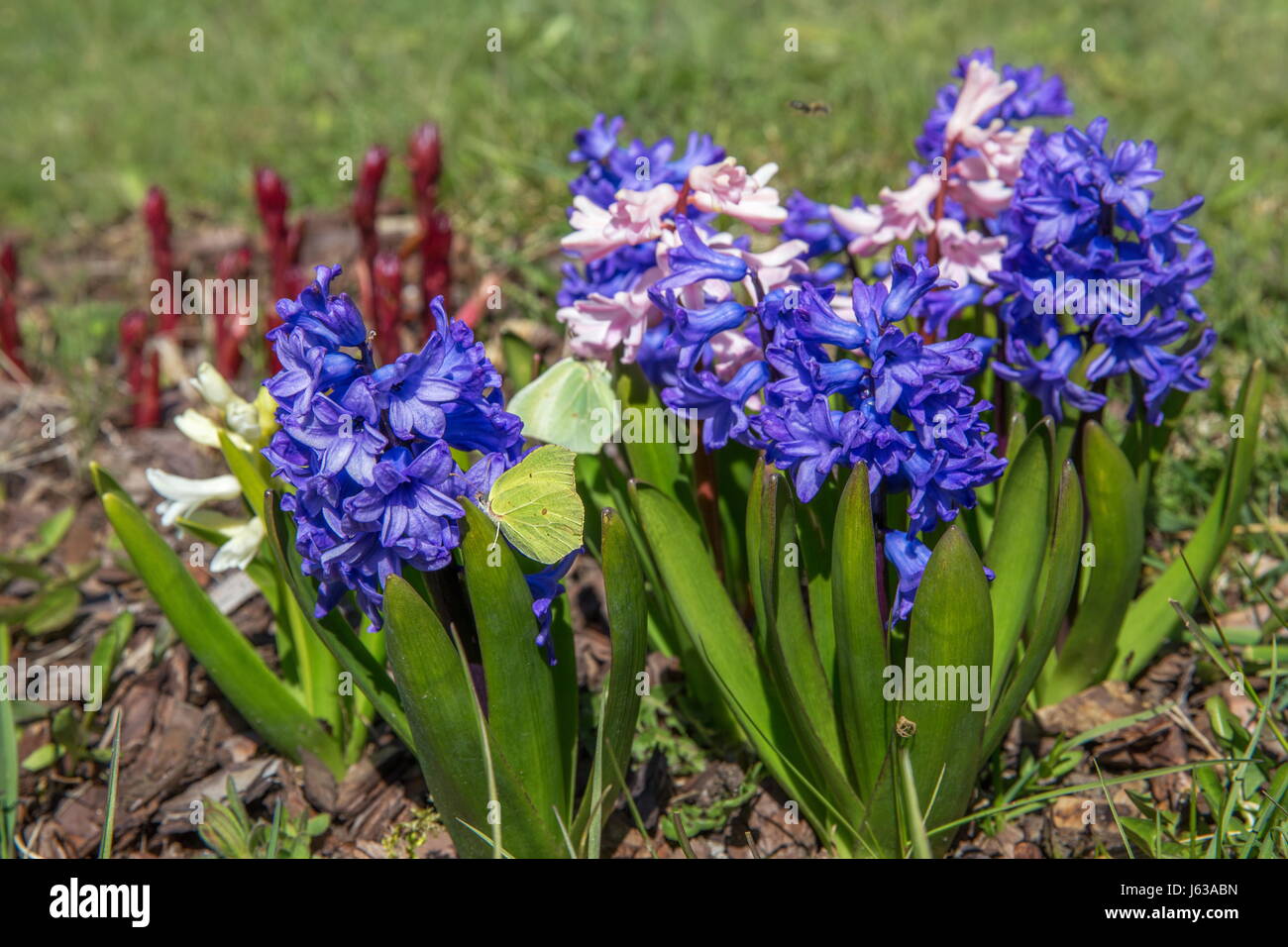 Giacinto fiori in primavera su un letto Foto Stock
