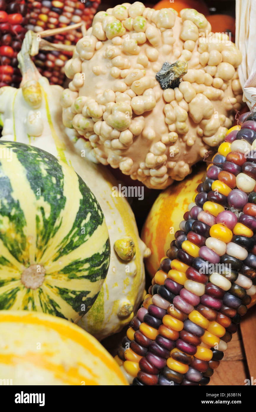 Il raccolto di granturco kernel zucca zucca cob indiano autunno autunno verde blu harvest Foto Stock