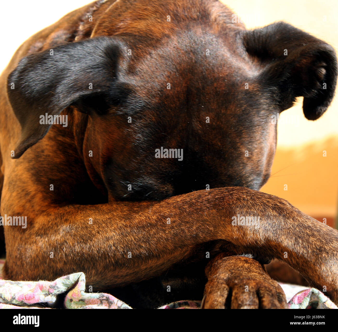 Animale da compagnia fedele cane boxer amicizia beauteously bello bello pet animale Foto Stock