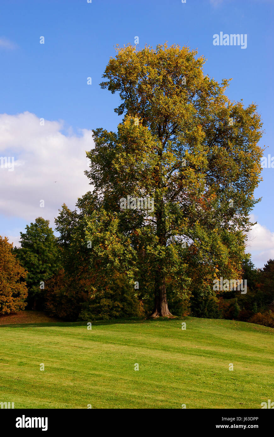 Autunno Foto Stock