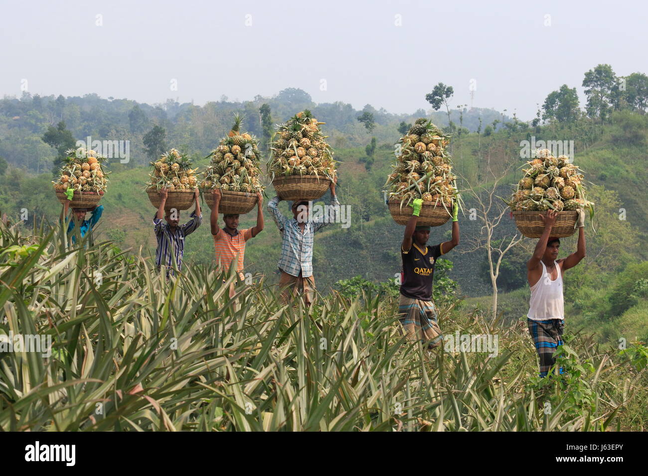 Raccolta di ananas sulla collina a Rangamati,Chittagang, Bangladesh. Foto Stock