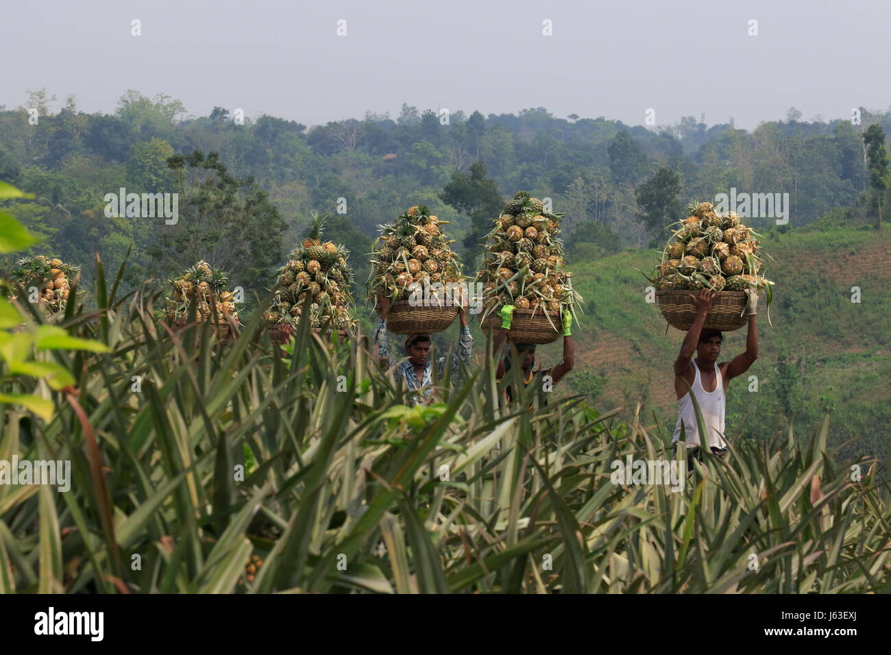 Raccolta di ananas sulla collina a Rangamati,Chittagang, Bangladesh. Foto Stock