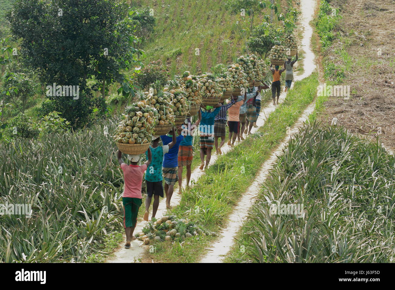 Raccolta di ananas sulla collina a Rangamati,Chittagang, Bangladesh. Foto Stock