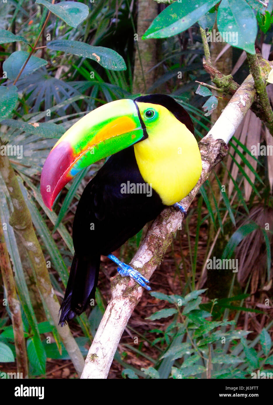 Animali uccelli uccello becco becchi più grande animale toucan bird fauna Uccelli central Foto Stock