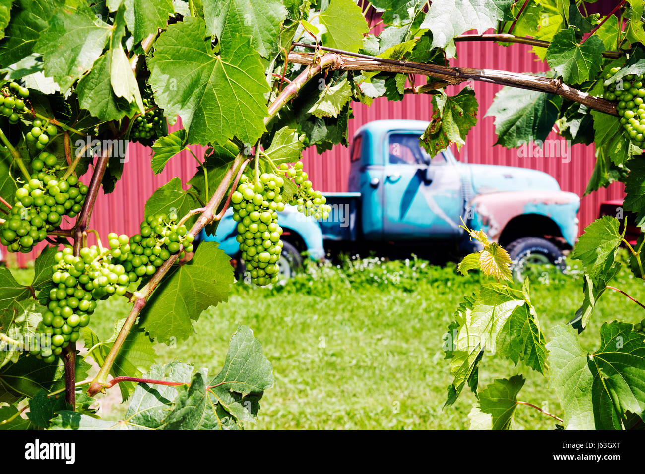 Michigan Fennville,Fenn Valley Vineyards & Wine Cellar,viticoltura,uva,frutta,piante,uomo uomo maschio,Chevy,Chevrolet,1950's,pick-up camion,camion,viti,MI Foto Stock