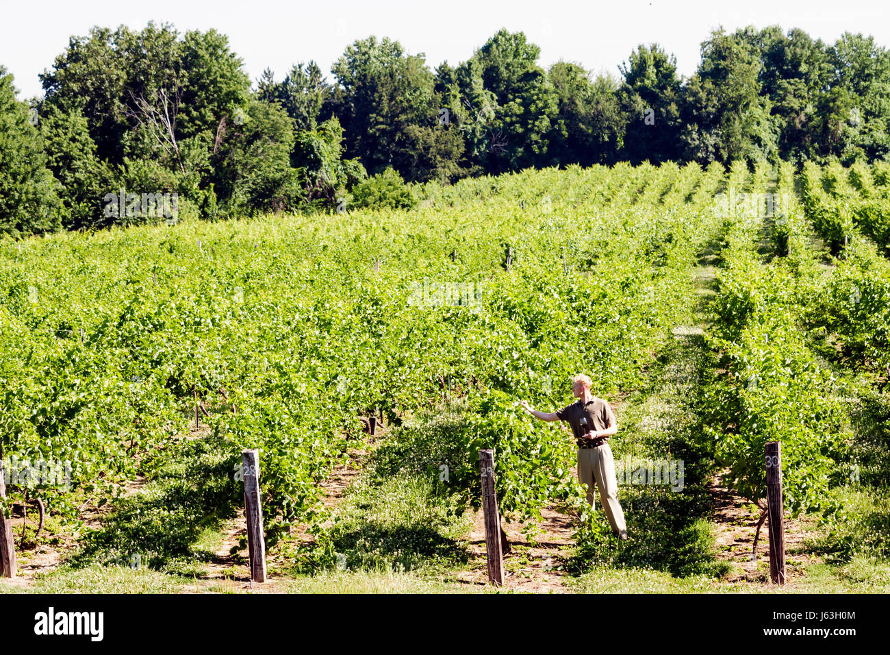 Michigan,MI,Mich,Buchanan,Tabor Hill Winery e,ristorante ristoranti cibo ristoranti caffè ristorazione, uomo uomini maschio, viticoltura, uva vigneti, piante, vino, vin Foto Stock