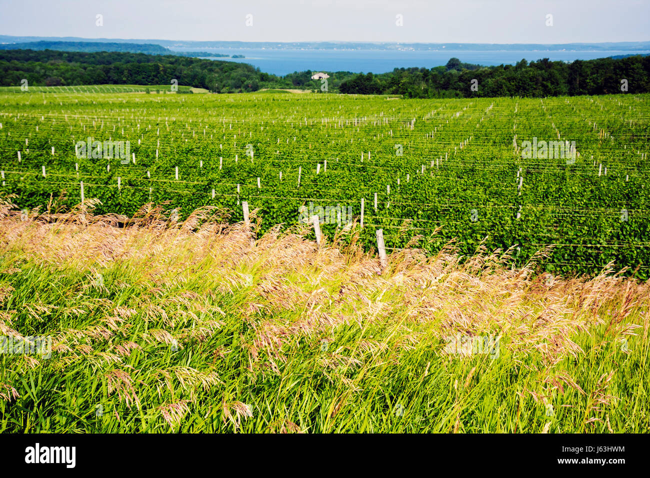 Attraversa la città Michigan, Old Mission Peninsula, Chateau Grand Traverse, vigneto, vigneti, West Arm Grand Traverse Bay acqua, viticoltura, agricoltura, pianta Foto Stock