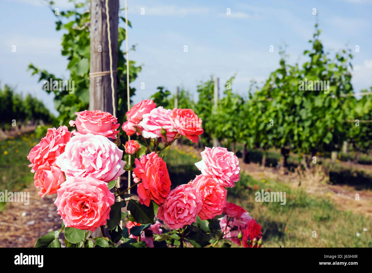 Michigan Traverse City,Old Mission Peninsula,Chateau Grand Traverse,viticoltura vigneto,piante,uva,scenico,corallo,roseto,fiore,fiori,fiori,vin Foto Stock