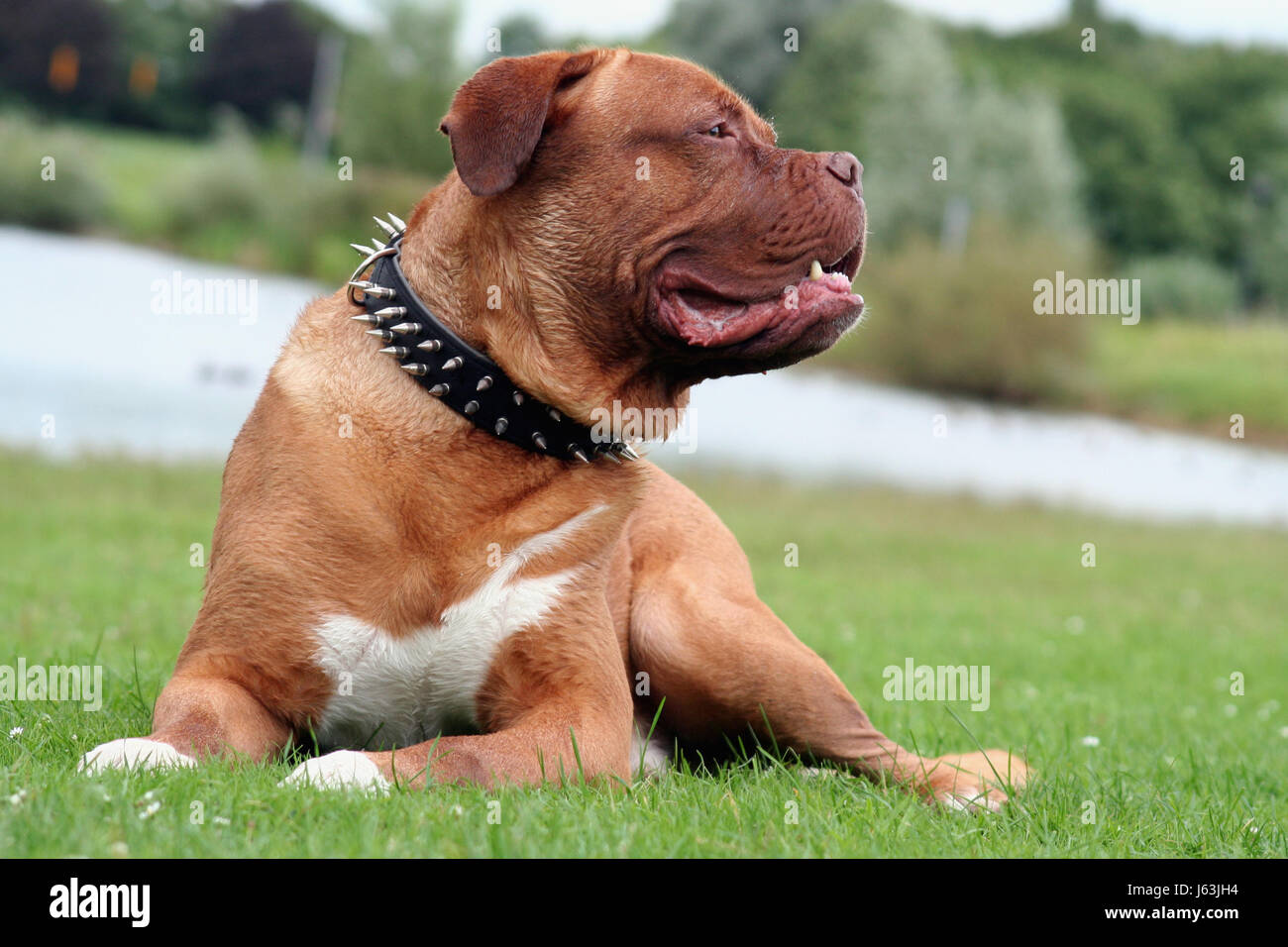 Pelle di animale cane collana cane maschio mastiff sinewy muscolare Francia francese di razza Foto Stock