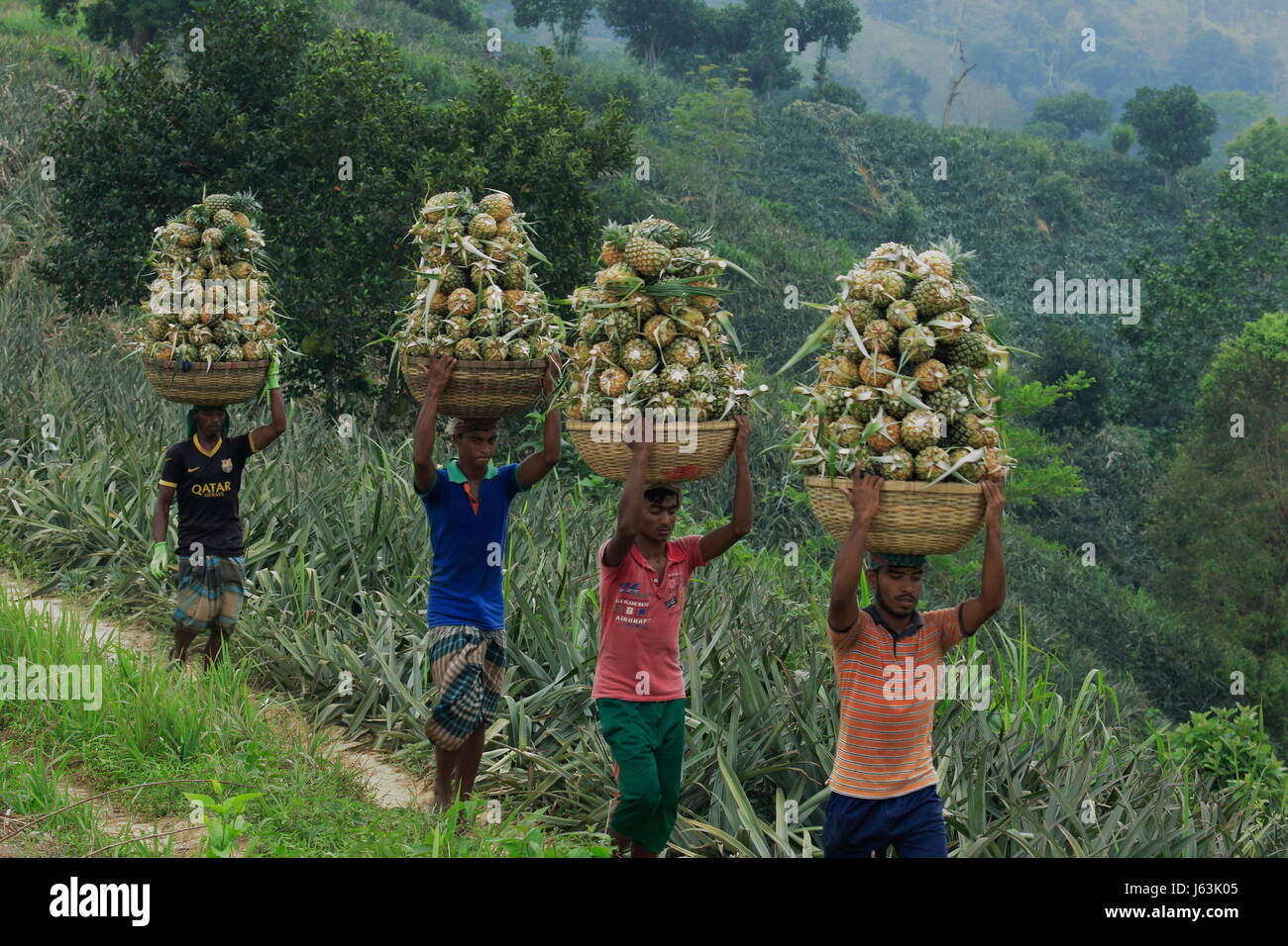 Raccolta di ananas sulla collina a Rangamati,Chittagang, Bangladesh. Foto Stock