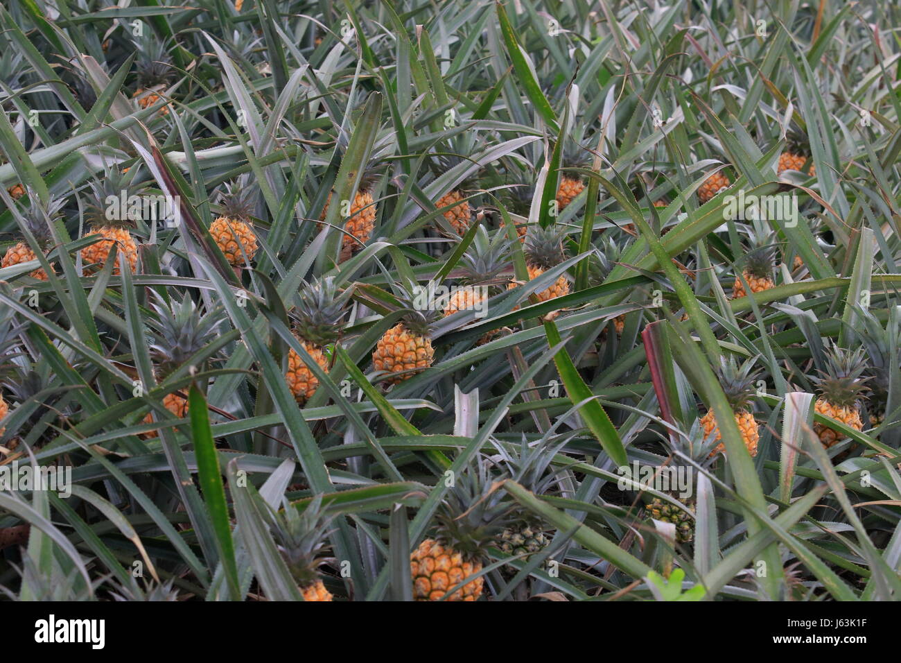 La piantagione di Ananas sulla collina a Rangamati,Chittagang, Bangladesh. Foto Stock
