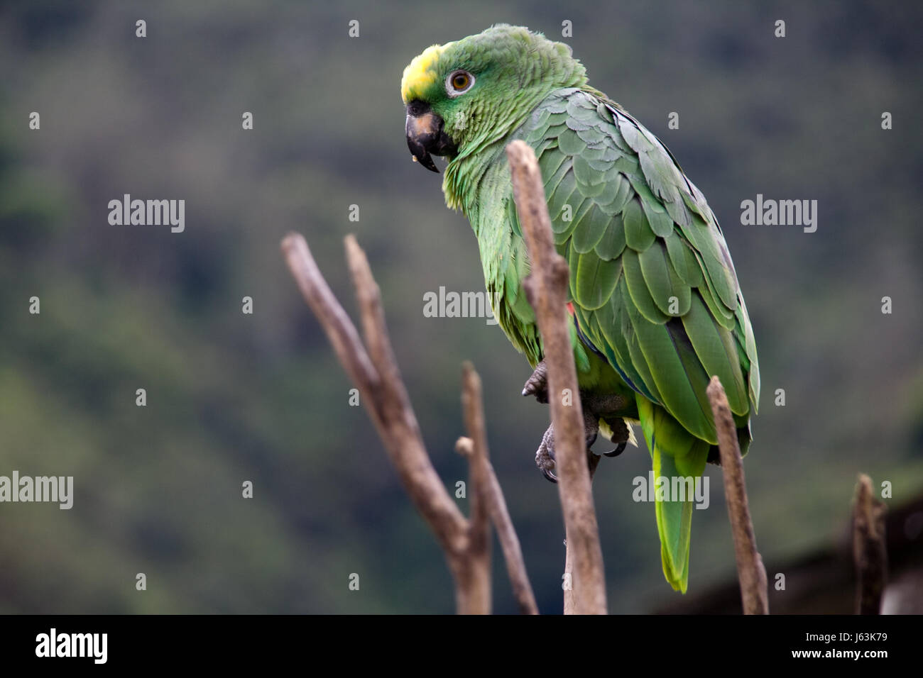 Albero verde libertà selvaggia giungla liberty libera parrot fly ambiente ambiente Foto Stock