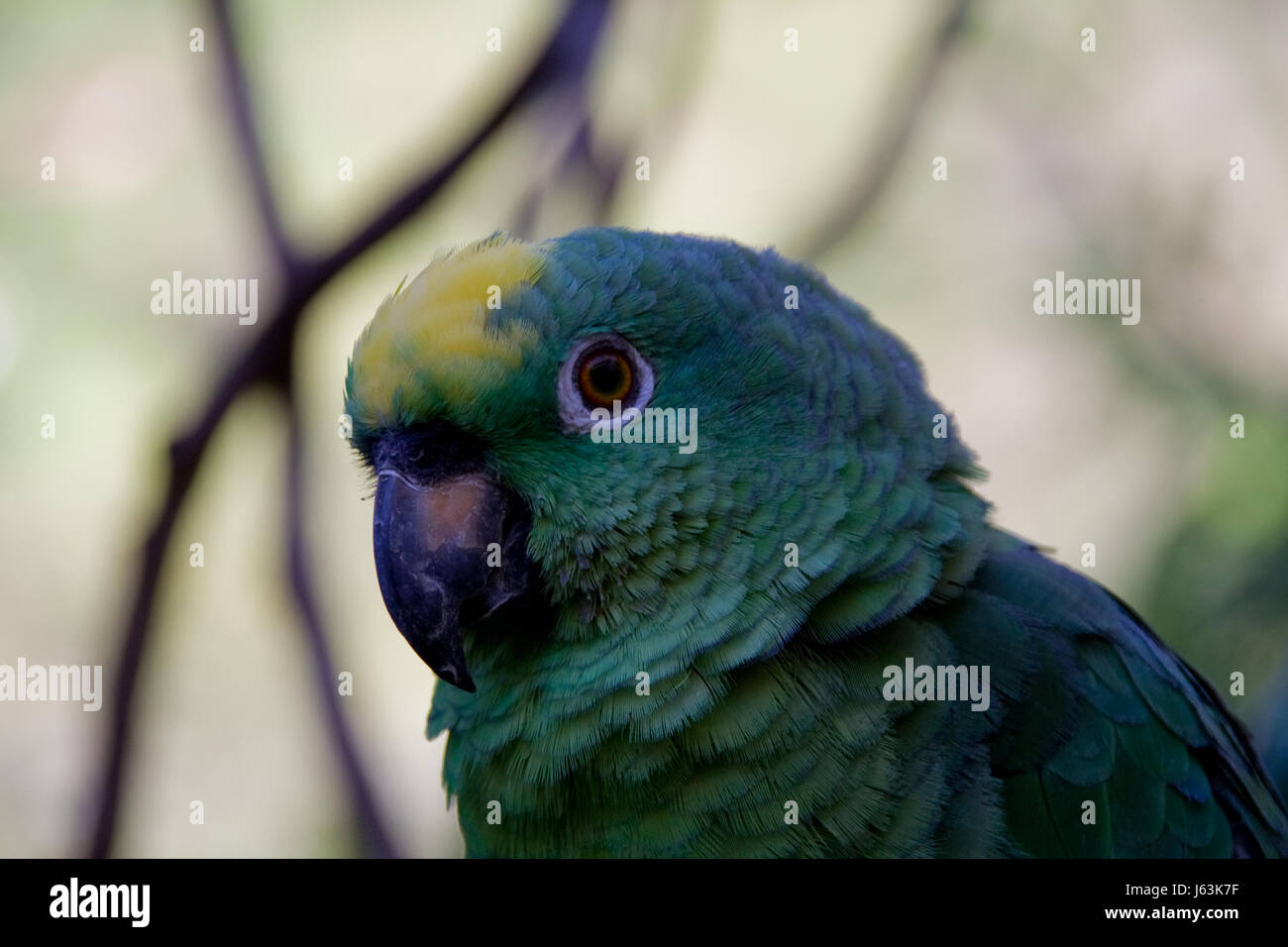 Albero verde libertà selvaggia giungla liberty libera parrot fly ambiente ambiente Foto Stock
