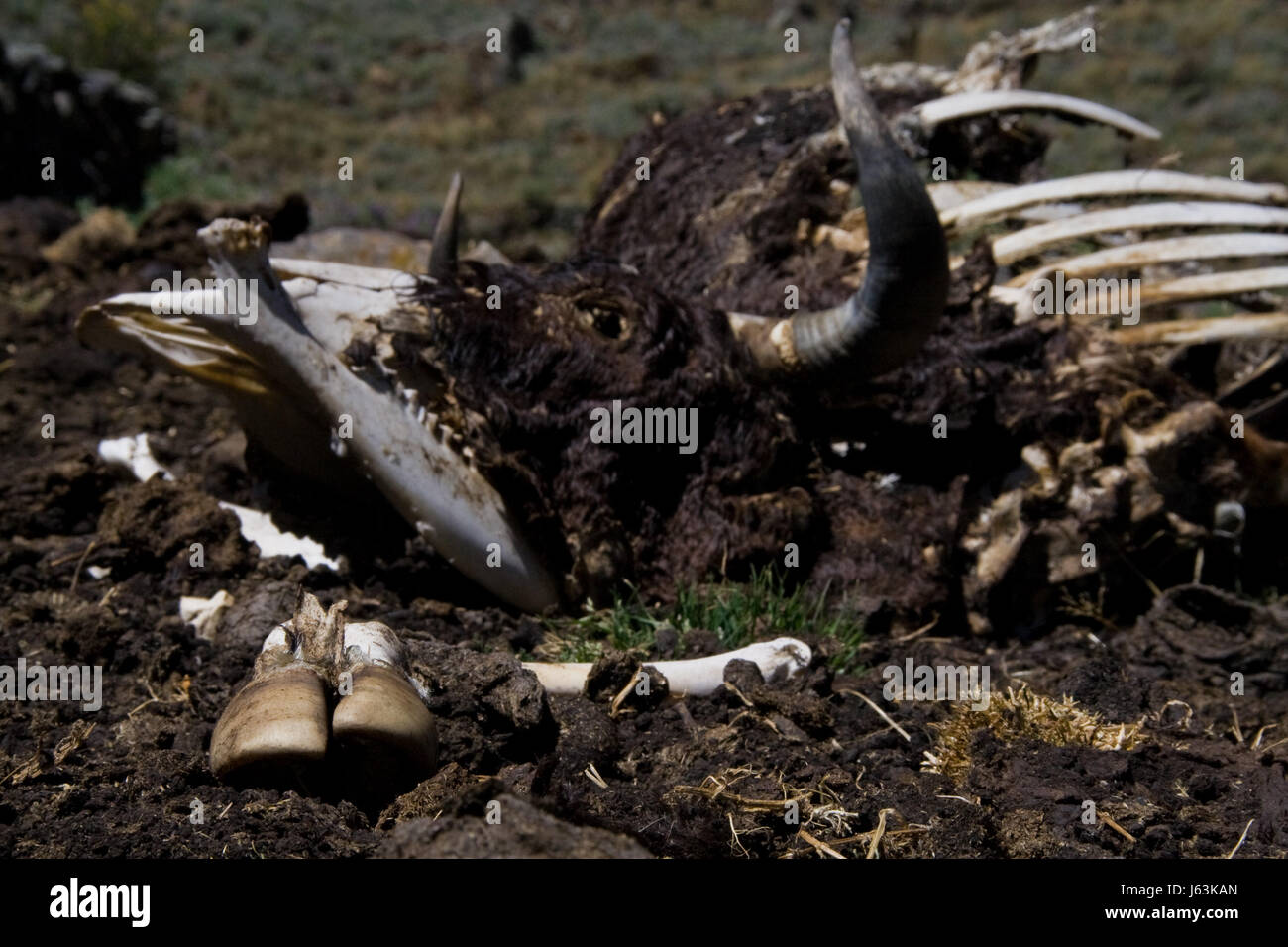 La morte die bull piedi cow kill marcio omicidio rot pericolo salute ambiente Foto Stock