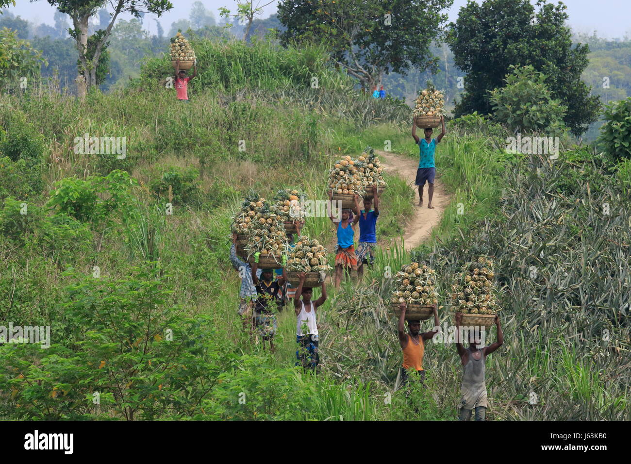 Raccolta di ananas sulla collina a Rangamati,Chittagang, Bangladesh. Foto Stock