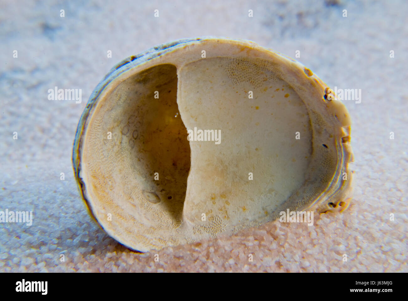 Lumaca guscio di alloggiamento degli animali Animali dei molluschi di mare spiaggia La spiaggia Foto Stock