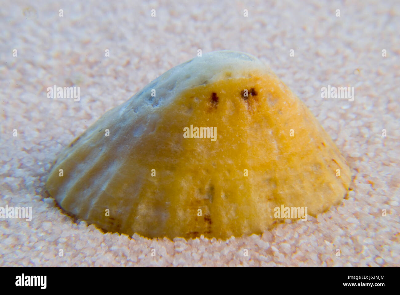 Lumaca guscio di alloggiamento degli animali Animali dei molluschi di mare spiaggia La spiaggia Foto Stock