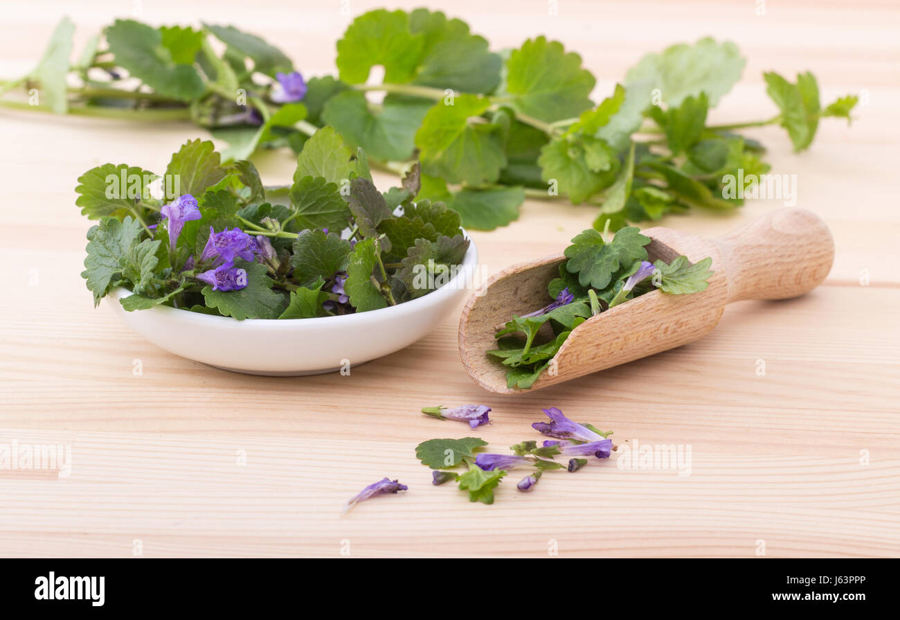 Tazza in porcellana e cucchiaio di legno con terreno fresco ivy Foto Stock