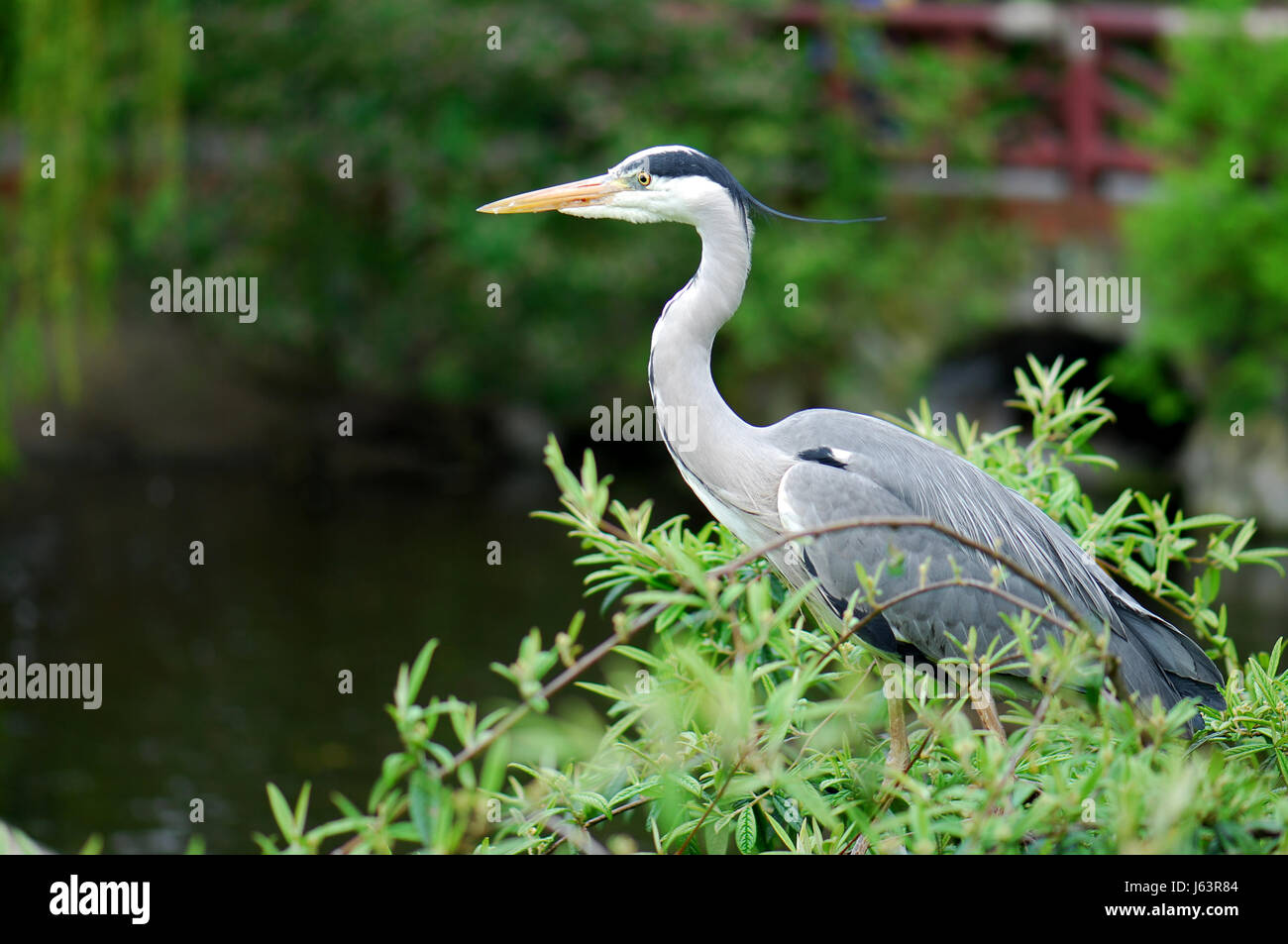 Uccelli uccelli uccelli acquatici waterfowls heron animale vegetale ritratto di uccelli Uccelli Foto Stock