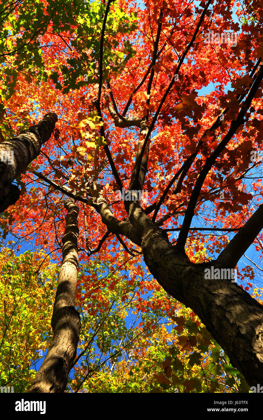 Struttura di boschi di alberi della foresta di acero autunno autunno blu raggiungere grandi foglie grandi enorme Foto Stock