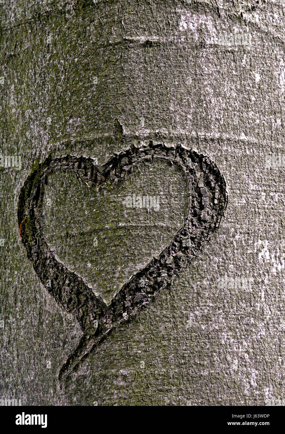 Corteccia di albero eterna dichiarazione di amore amore scratch in amore si innamorò di cuore Foto Stock