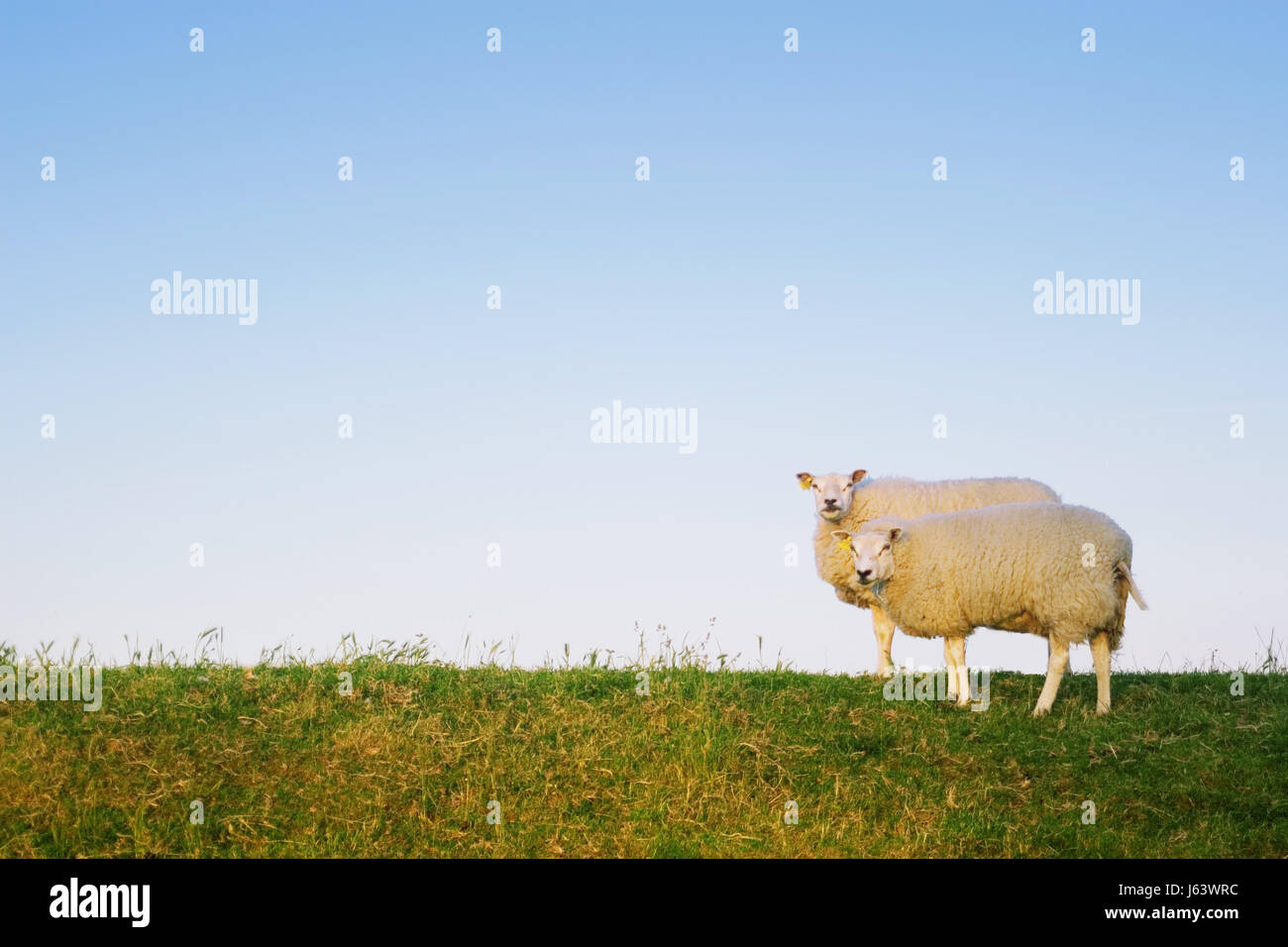 Il campo blu ovini firmamento cielo verde erba due agnello blu animale dello spazio Foto Stock