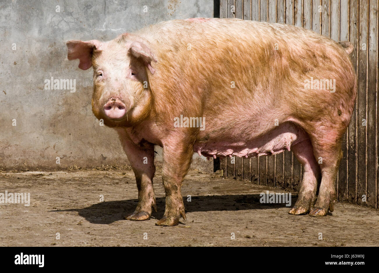 Animale domestico animale suino suino pet animale mammifero fattoria animale giovane piglet razza Foto Stock