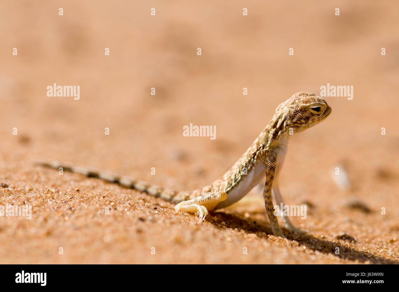 L'AGAMA SA wuestenechse Foto Stock