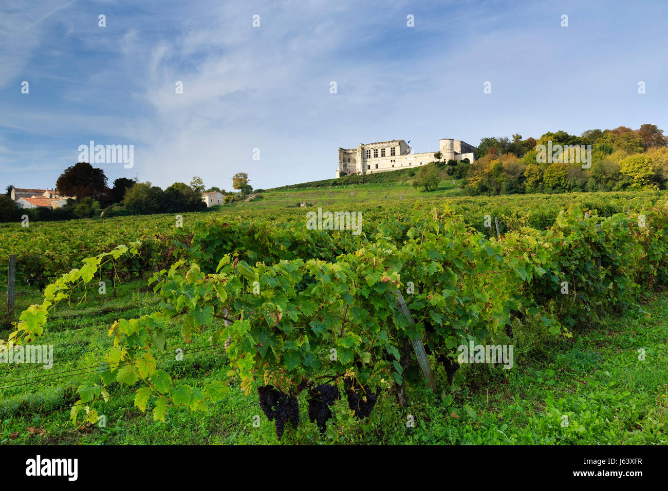 Francia, Charente, Bouteville, Cognac vigneto e il castello Foto Stock
