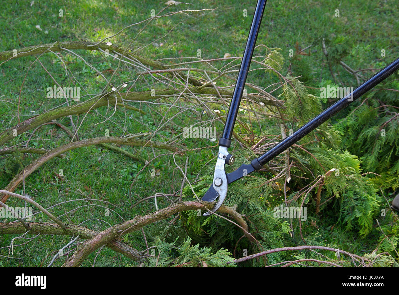 Ramo di albero tagliato FORBICI forbici castrate secateurs tagliasiepe lato albero a dito Foto Stock