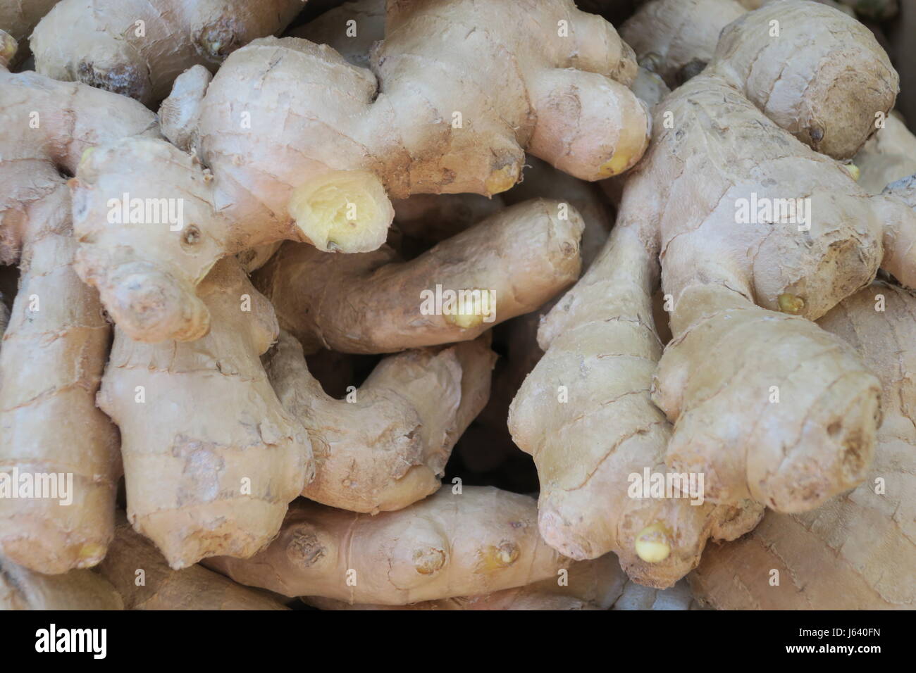 Lo zenzero è una pianta erbacea perenne che cresce di steli annuale circa  il metro di altezza cuscinetto stretto il verde delle foglie e fiori di  colore giallo. tuberi sono irregolari Foto