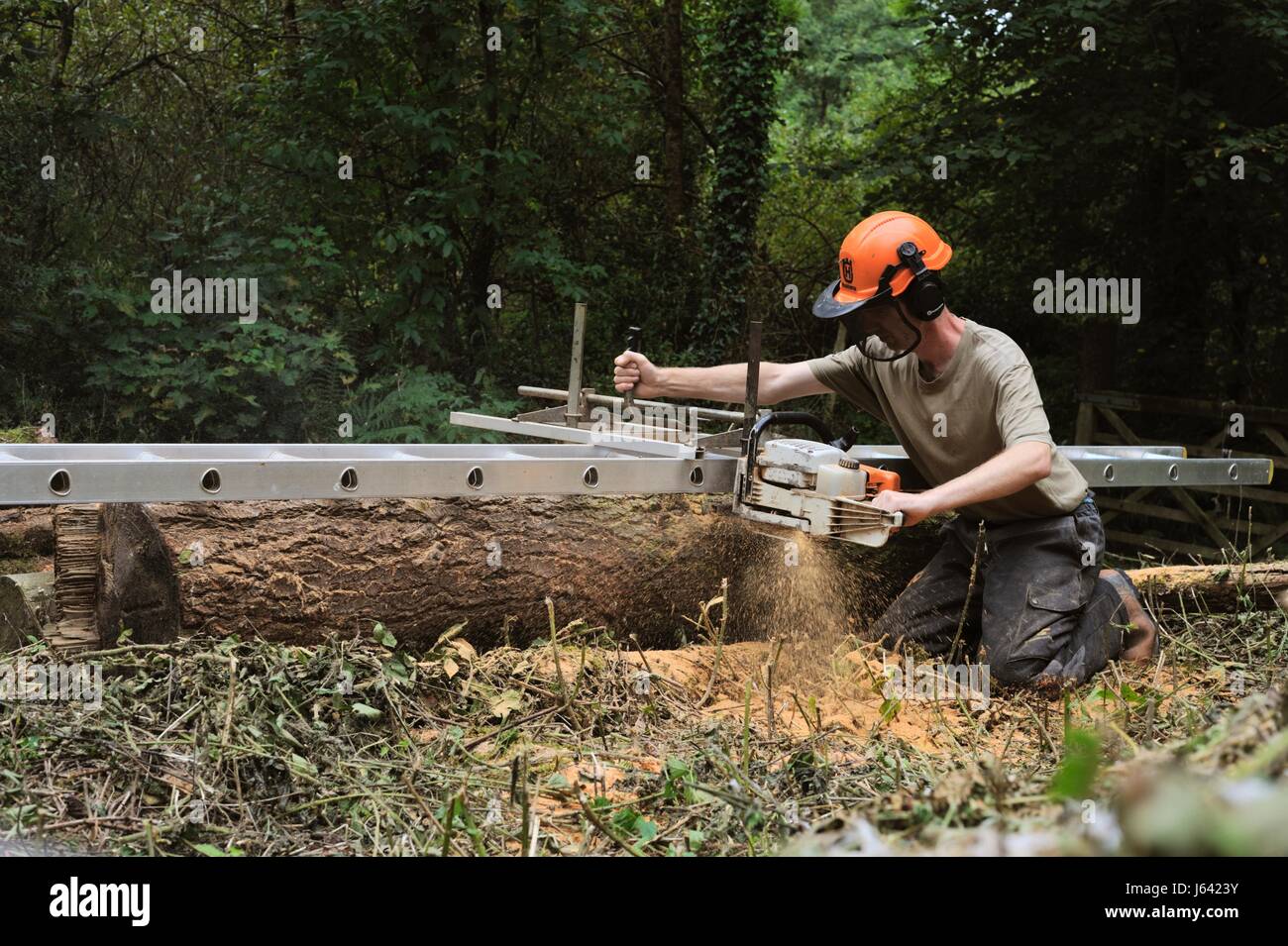 Uomo che utilizza un Alaskan chainsaw segheria a tagliare legname proveniente da un registro nel bosco, Wales, Regno Unito Foto Stock