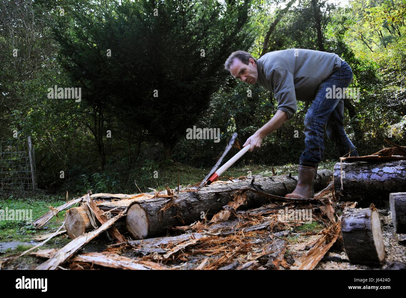 L'uomo peeling registri di conifere a mano, utilizzando un attrezzo di scortecciatura o barking ferro, Wales, Regno Unito Foto Stock