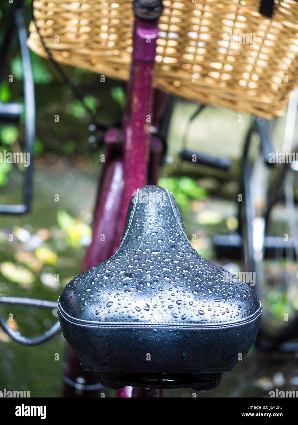 Selle umido dopo una doccia a pioggia Foto Stock