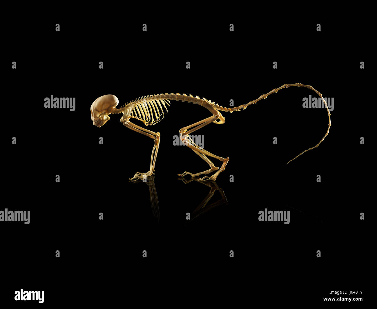 Animale e scheletri di uccelli Foto Stock