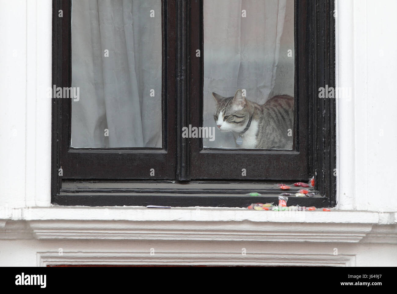 Un gatto, belieievd appartenere a Julian Assange alla finestra dell'Ambasciata ecuadoriana a Londra dopo la Svezia direttore della pubblica accusa, Marianne Ny, ha deciso di interrompere le indagini contro il fondatore di WikiLeaks. Foto Stock