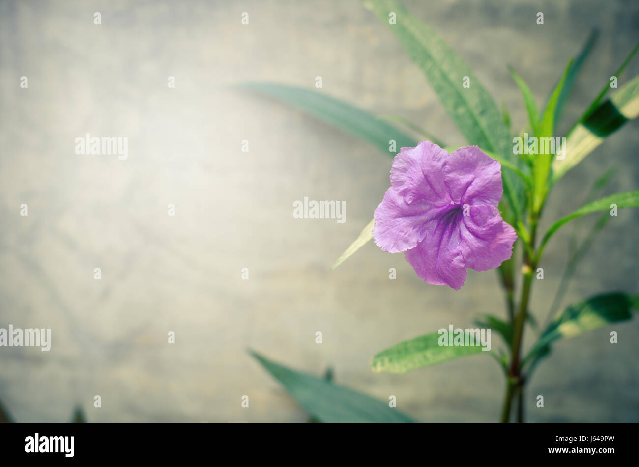 Popping pod fiore sul muro di cemento sullo sfondo. Fiore vintage Foto Stock