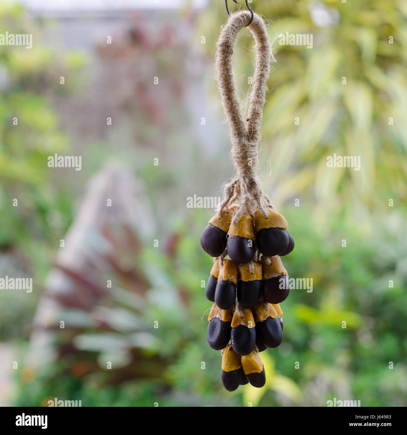Mazzetto di afzelia xylocarpa decorazione di sementi in giardino Foto Stock