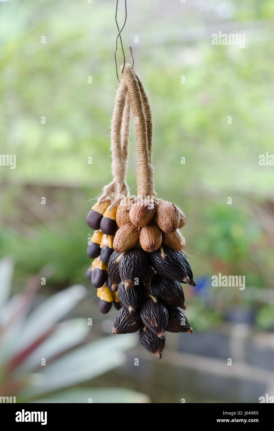 Mazzetto di Thai semi di oliva decorazione in giardino Foto Stock