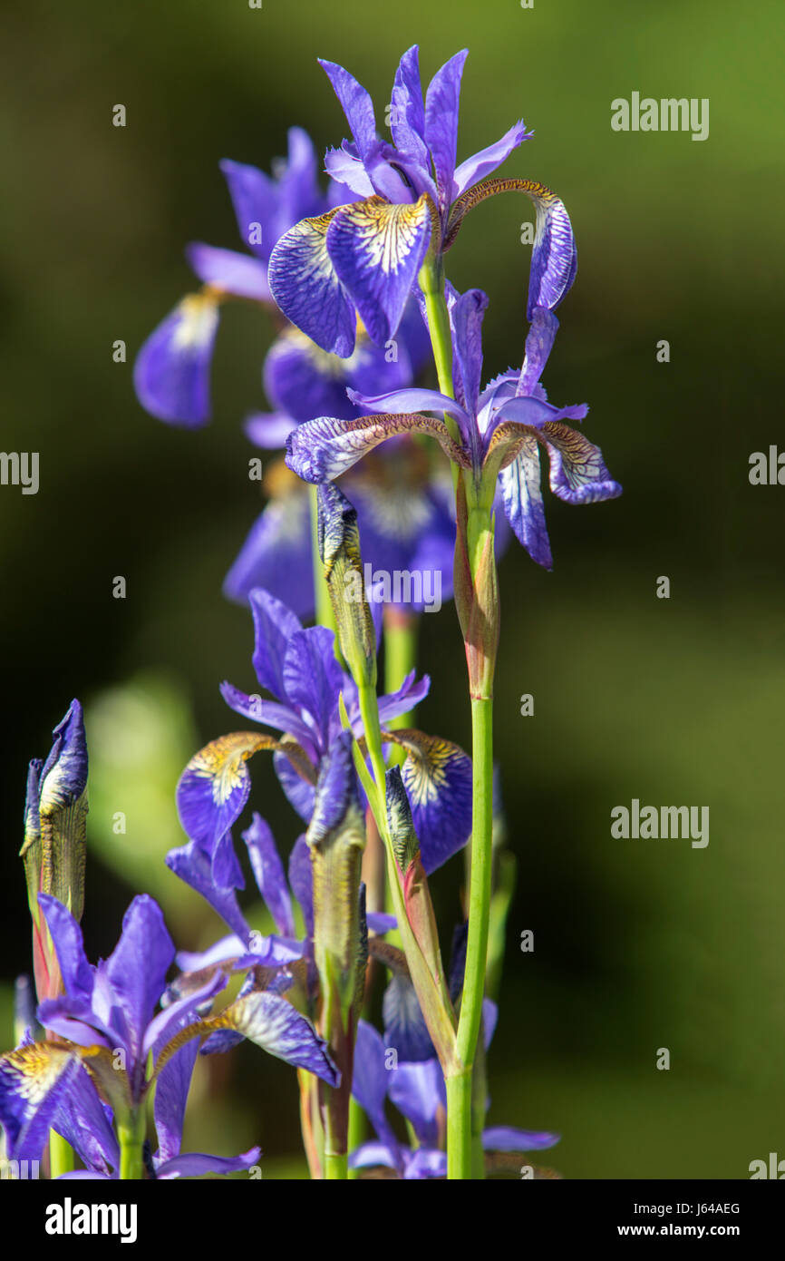 Iris sibirica siberiano Iris, crescendo accanto ad un laghetto in giardino. Foto Stock