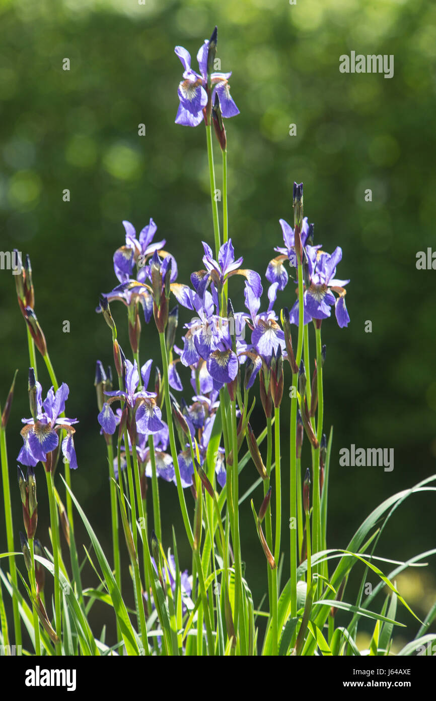 Iris sibirica siberiano Iris, crescendo accanto ad un laghetto in giardino. Foto Stock