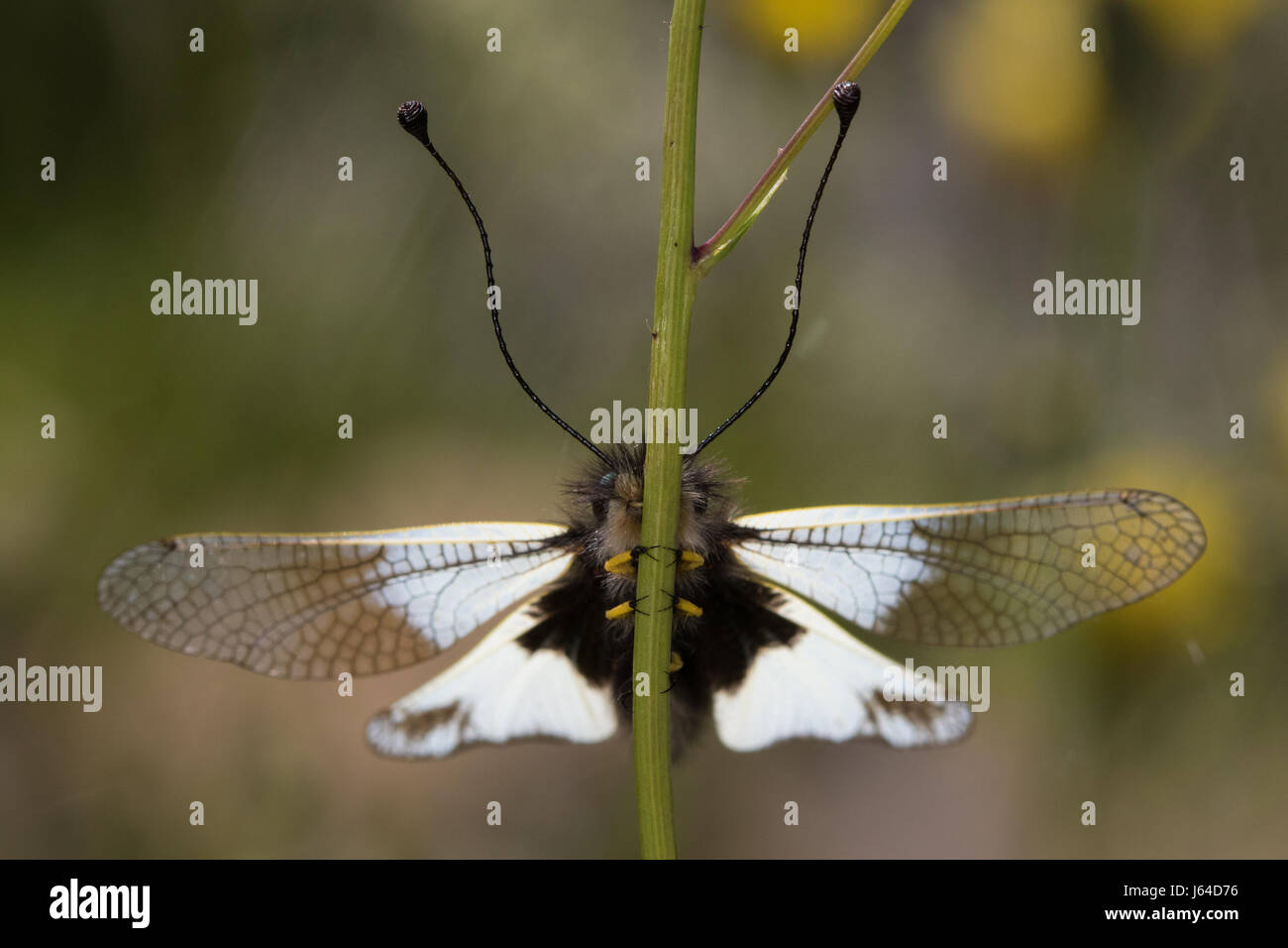 (Owlfly Libelloides lacteus) il tentativo di nascondere dietro un gambo di erba Foto Stock